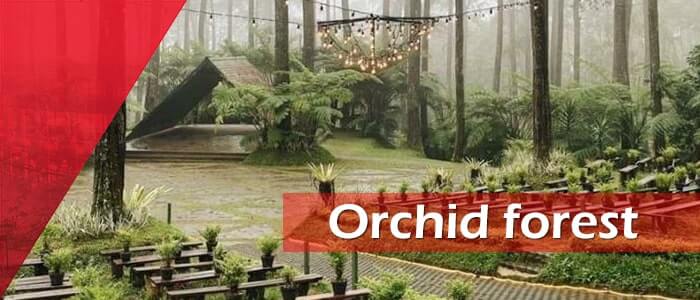 Orchid-forest