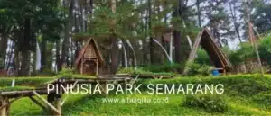 hutan-pinus-semarang