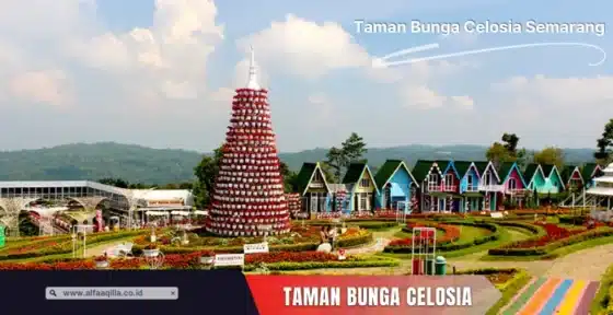 taman-bunga-celosia