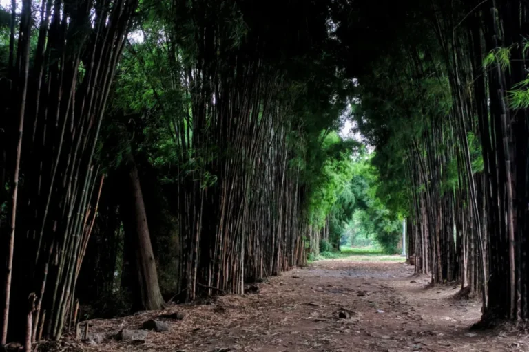 Rental Mobil Surabaya | Sewa Mobil dengan Sopir - Aqilla 39 Hutan Bambu Keputih