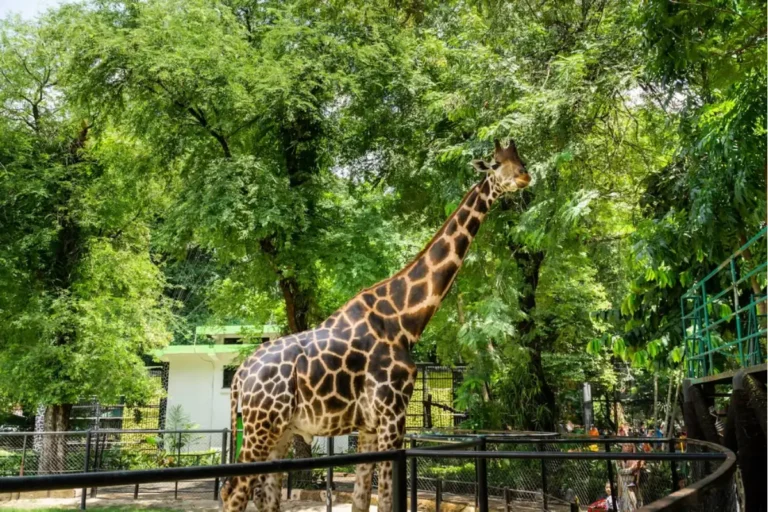 Rental Mobil Surabaya | Sewa Mobil dengan Sopir - Aqilla 38 Kebun Binatang Surabaya