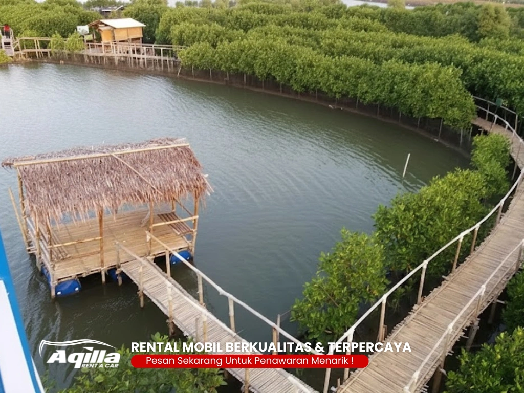 Wisata Hutan Mangrove Semarang Wisata Hutan Mangrove Semarang